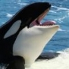 freewilly